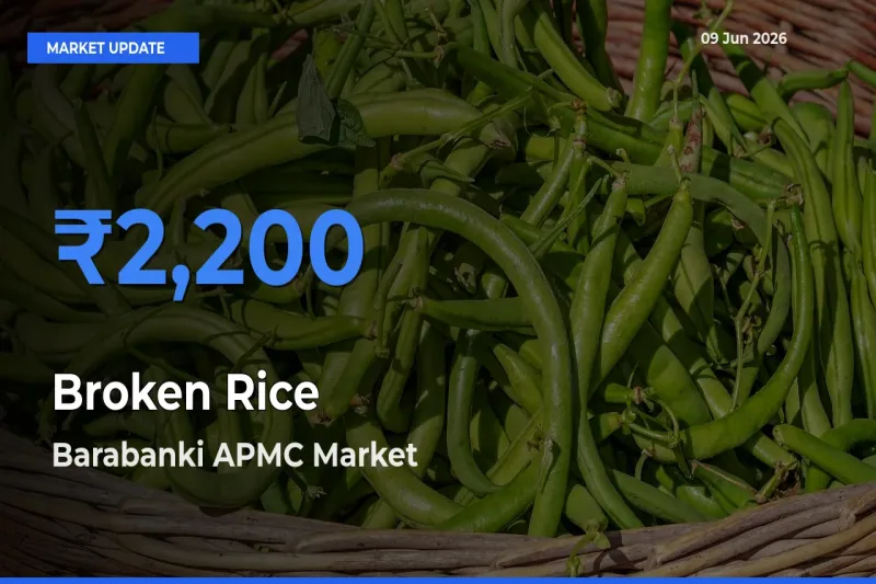 Barabanki APMC Records Highest ₹2,200 Rate for Broken Rice