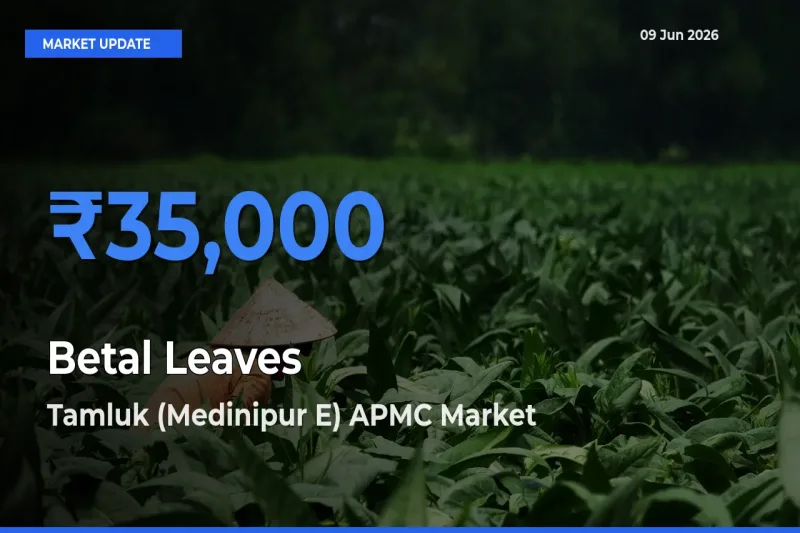 Market Watch: Tamluk (Medinipur E) APMC Becomes Top Mandi for Betal Leaves