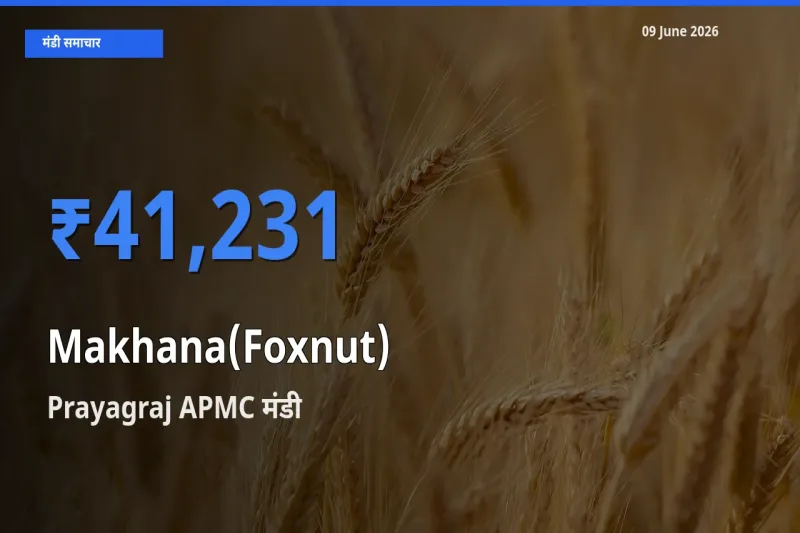 Prayagraj APMC मंडी में मखाना ₹41,231 पर पहुँचा – आज का सर्वोच्च भाव