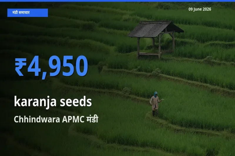 आज करंज के बीज के सबसे ज़्यादा दाम Chhindwara APMC मंडी में दर्ज