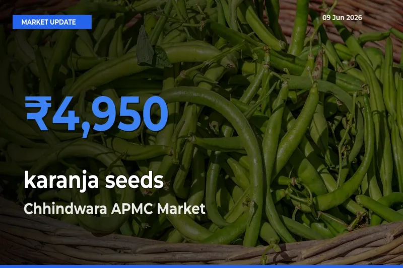 Chhindwara APMC Emerges as Top Mandi for karanja seeds Prices Today