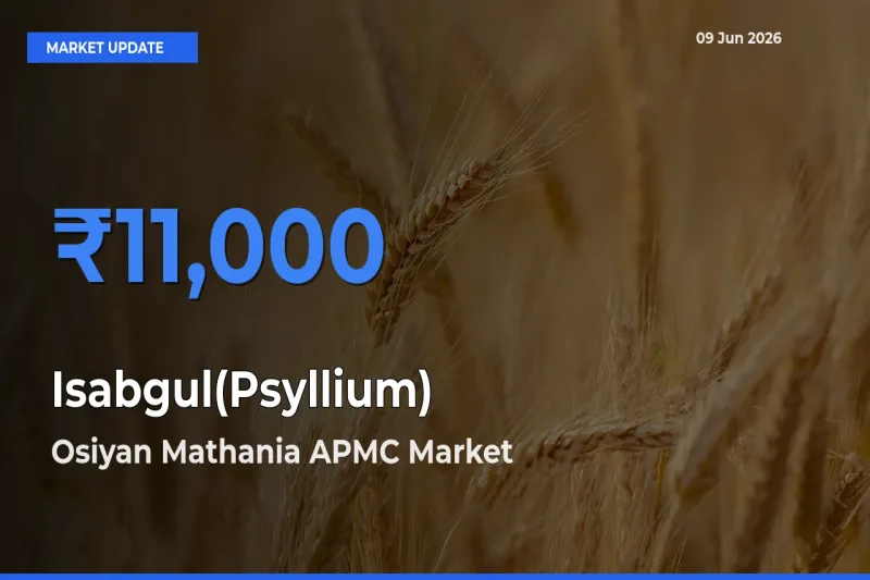 Farmers Prefer Osiyan Mathania APMC as Isabgul(Psyllium) Hits Highest Rate