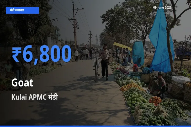 बाज़ार संकेत: Kulai APMC बना बकरी के लिए आज की टॉप मंडी