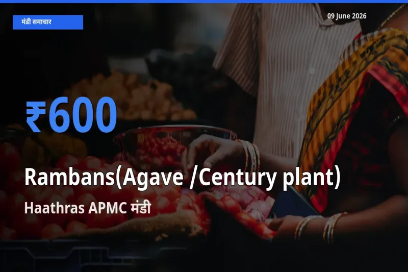 Haathras APMC मंडी में रामबाँस ₹600 पर पहुँचा – आज का सर्वोच्च भाव