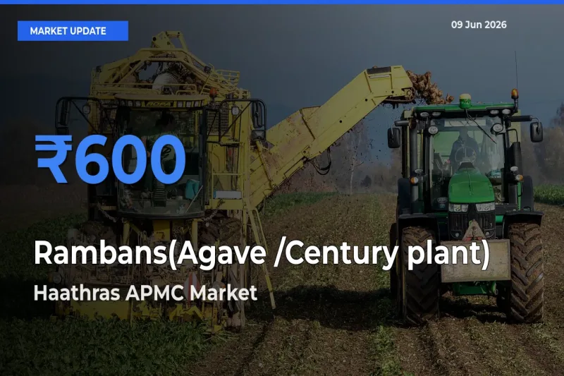 Top Performer! Haathras APMC Offers Best Rambans(Agave /Century plant) Price Today