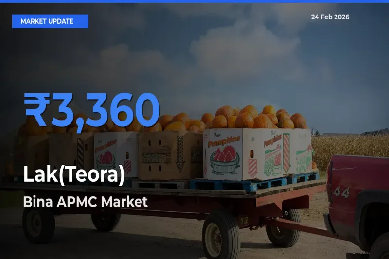 Market Watch: Bina APMC Becomes Top Mandi for Lak(Teora)