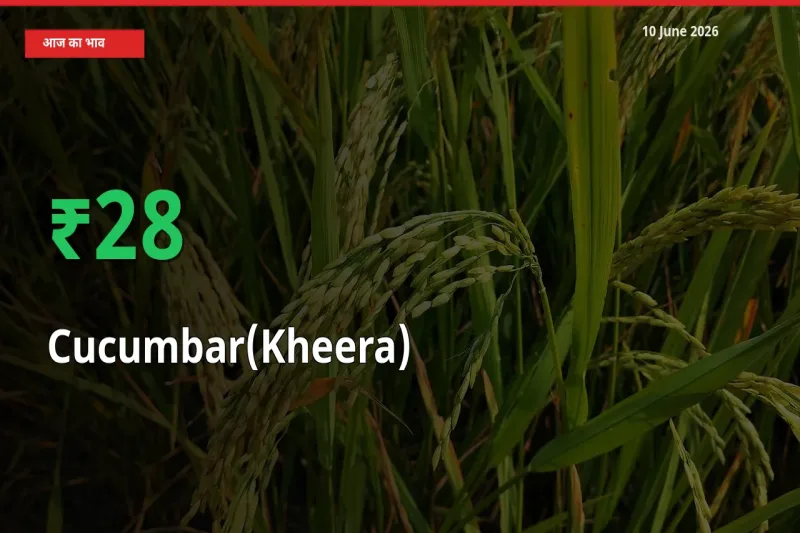 स्थानीय मंडी में खीरा के दाम अचानक 28.36% उछले, किसान सतर्क