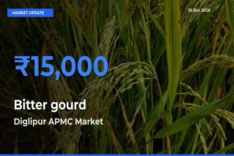 Diglipur APMC Records Highest ₹15,000 Rate for Bitter gourd