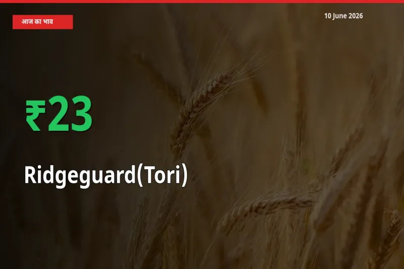 तेज़ तेजी! मंडी में तोरई के दाम 22.61% चढ़े