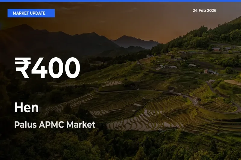 Hen Prices Touch 30-Day Low in Palus APMC – February 24 Update
