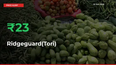 Sudden 22.61% Rally in Ridgeguard(Tori) Prices Across Mandis