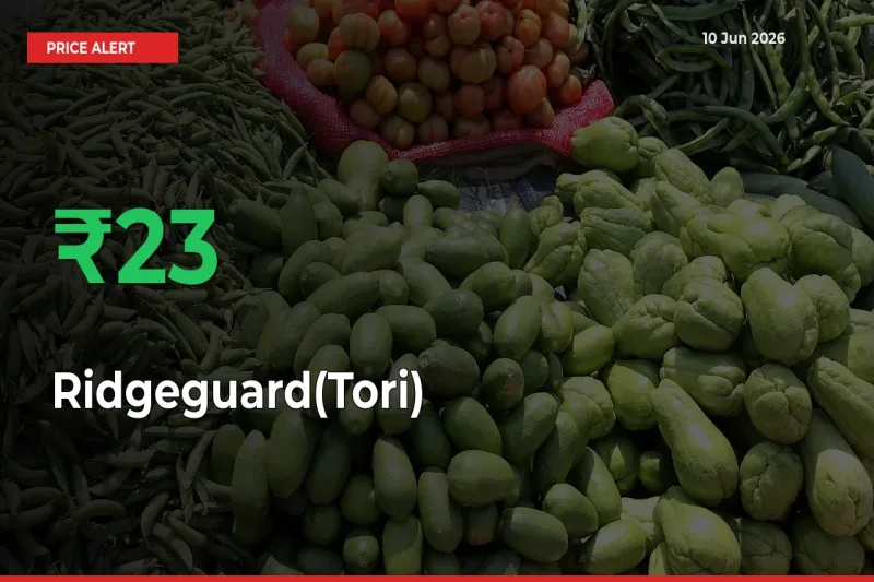 Sudden 22.61% Rally in Ridgeguard(Tori) Prices Across Mandis