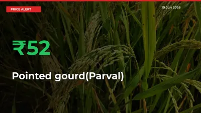 Pointed gourd(Parval) Rises 52.31% at Mandis