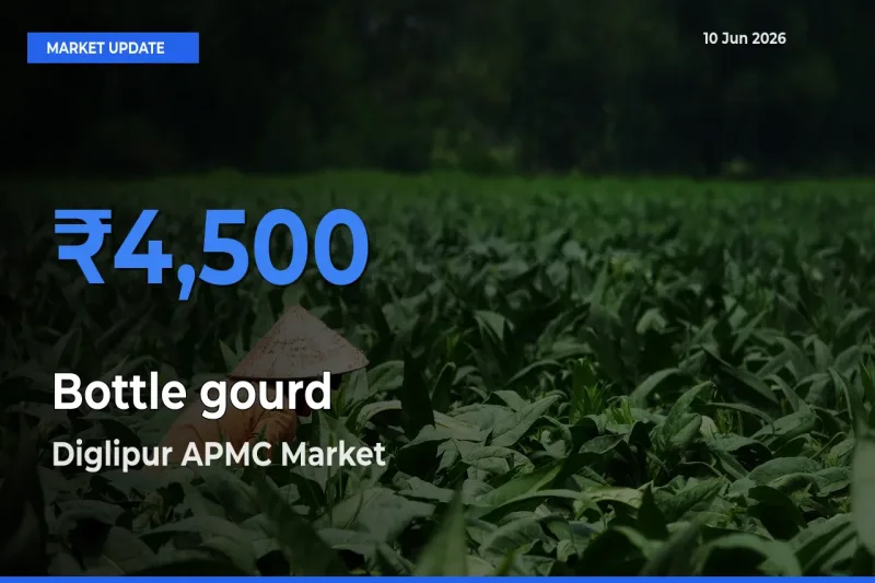 Farmers Prefer Diglipur APMC as Bottle gourd Hits Highest Rate