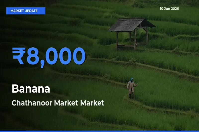Farmers Prefer Chathanoor Market as Banana Hits Highest Rate