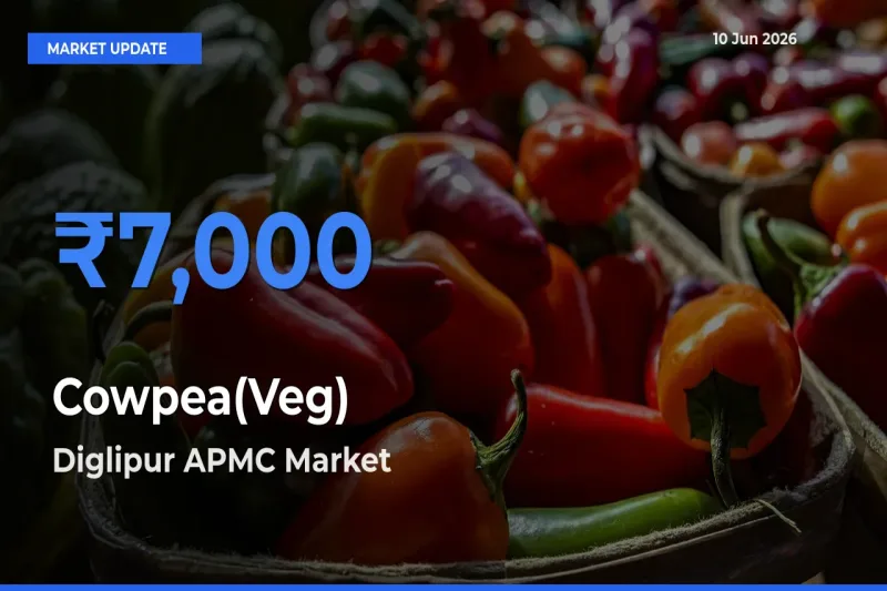Diglipur APMC Records Highest ₹7,000 Rate for Cowpea(Veg)