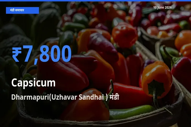 Dharmapuri(Uzhavar Sandhai ) मंडी में आज शिमला मिर्च के सबसे ऊँचे दाम दर्ज