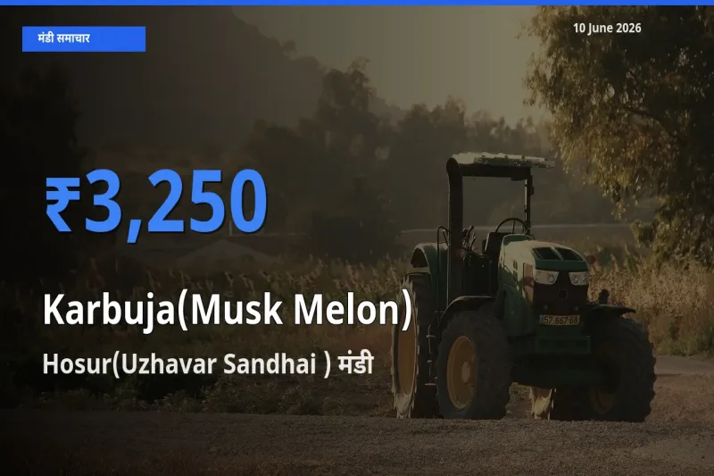 Hosur(Uzhavar Sandhai ) में खरबूजा का आज सबसे ऊँचा भाव