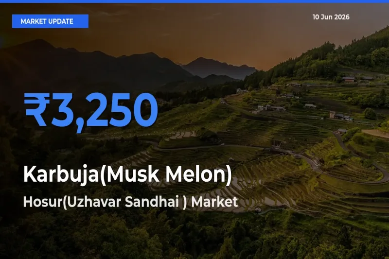 Hosur(Uzhavar Sandhai ) Emerges as Top Mandi for Karbuja(Musk Melon) Prices Today