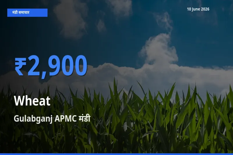 10 June अपडेट: गेहूँ के सबसे ऊँचे दाम Gulabganj APMC मंडी में
