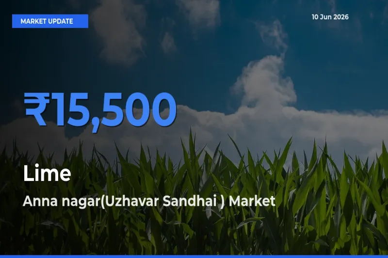 Anna nagar(Uzhavar Sandhai ) Offers ₹15,500 – Highest Lime Rate Today