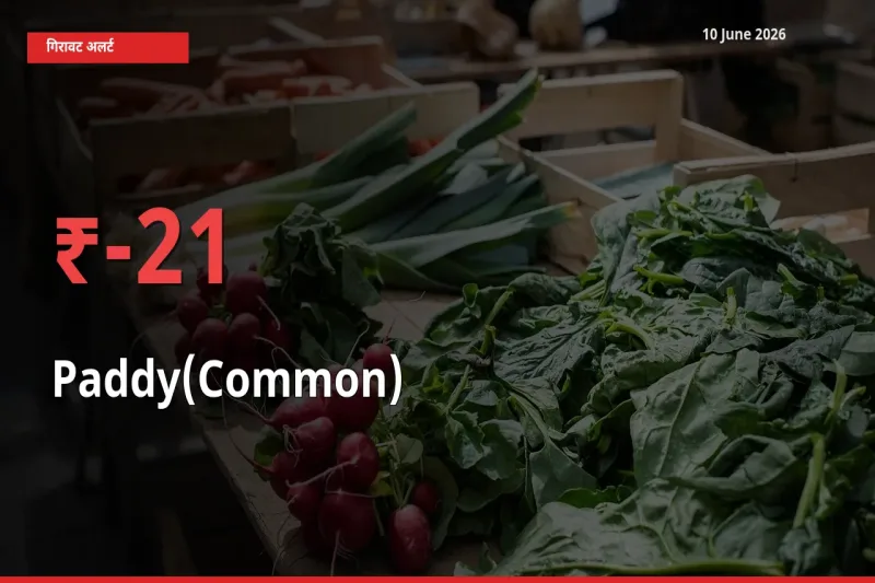 धान (सामान्य) 21.14% गिरा, मंडी