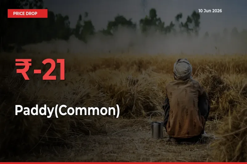 Sharp Fall! Paddy(Common) Prices Plunge 21.14% in a Day at Key Mandis