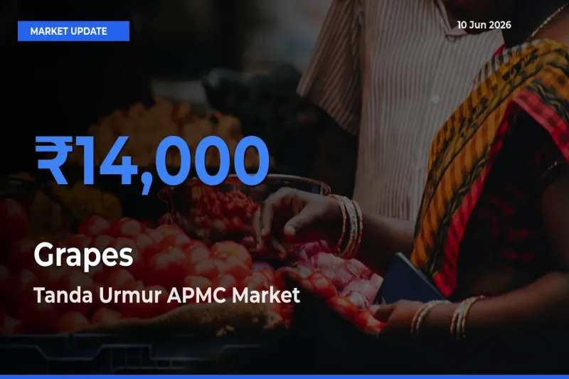Tanda Urmur APMC Emerges as Top Mandi for Grapes Prices Today