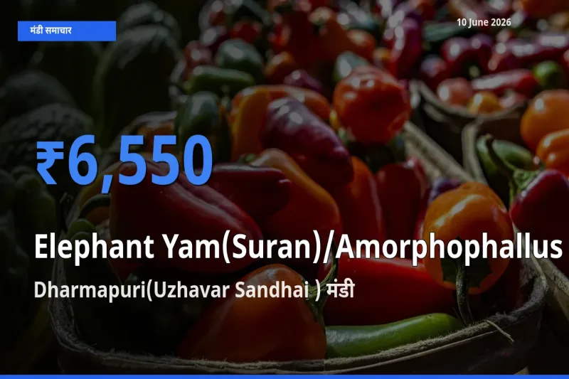 आज जिमीकंद (सूरन) के सबसे ऊँचे दाम ₹6,550 Dharmapuri(Uzhavar Sandhai ) मंडी में