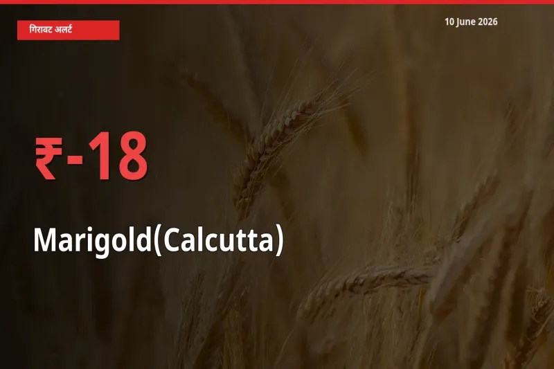 गेंदा (कलकत्ता) 18.37% गिरा, मंडी