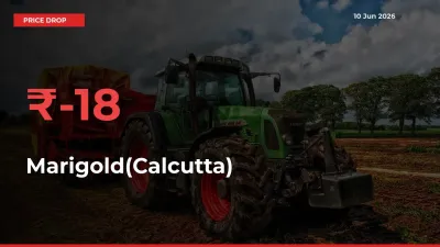 Marigold(Calcutta) Falls 18.37% at Mandis