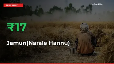 Jamun(Narale Hannu) Mandi Rate Today: Prices Jump 16.75% at Market