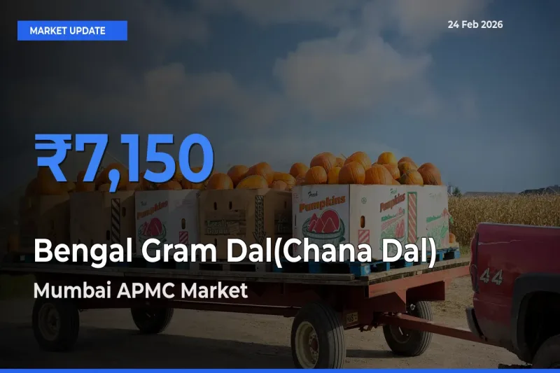 Farmers Prefer Mumbai APMC as Bengal Gram Dal(Chana Dal) Hits Highest Rate