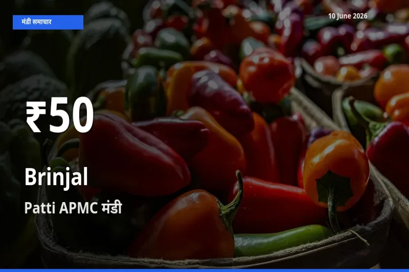 बैंगन के दाम 30 दिनों के सबसे निचले स्तर पर, Patti APMC