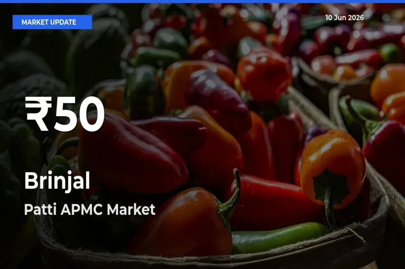 Brinjal Falls to ₹50 in Patti APMC – 30-Day Lowest Rate