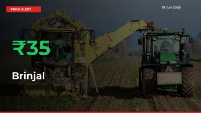This Mandi Records 35.36% Jump in Brinjal Prices