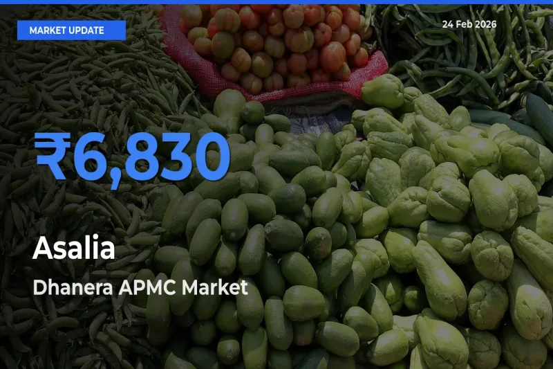 Farmers Prefer Dhanera APMC as Asalia Hits Highest Rate
