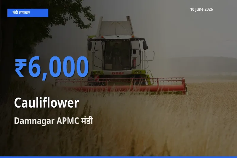 बाज़ार संकेत: Damnagar APMC बना फूलगोभी के लिए आज की टॉप मंडी