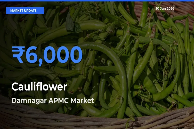Damnagar APMC Offers ₹6,000 – Highest Cauliflower Rate Today
