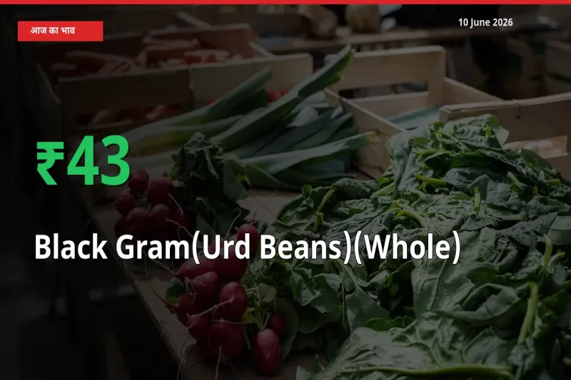 किसानों के लिए खुशखबरी! स्थानीय मंडी में साबुत उड़द 42.53% उछला