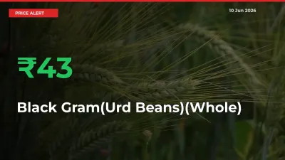This Mandi Records 42.53% Jump in Black Gram(Urd Beans)(Whole) Prices