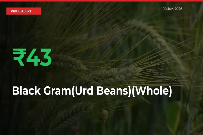 This Mandi Records 42.53% Jump in Black Gram(Urd Beans)(Whole) Prices