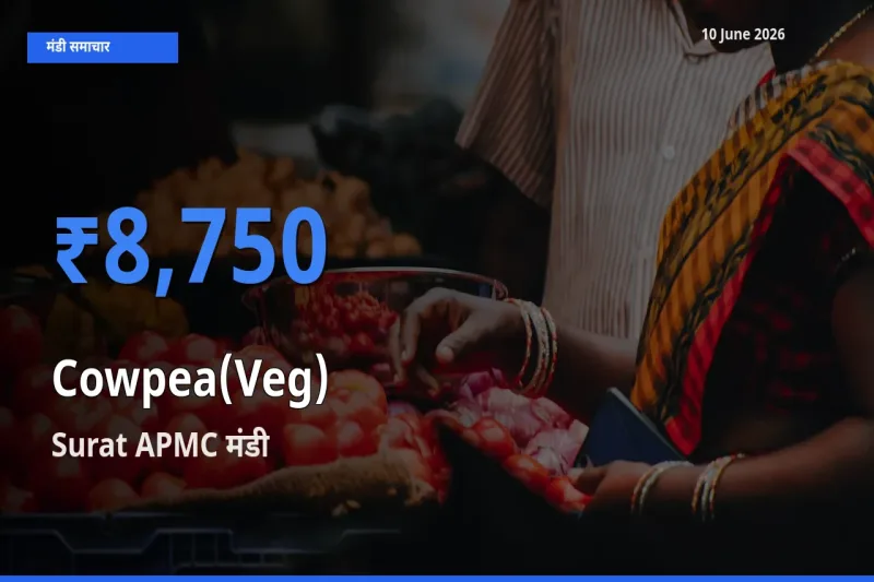 10 June अपडेट: लोबिया फली के सबसे ऊँचे दाम Surat APMC मंडी में