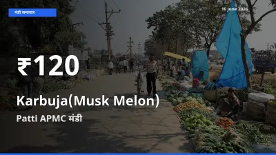 किसानों के लिए चिंता का विषय? खरबूजा के दाम Patti APMC में 30 दिन के न्यूनतम स्तर पर
