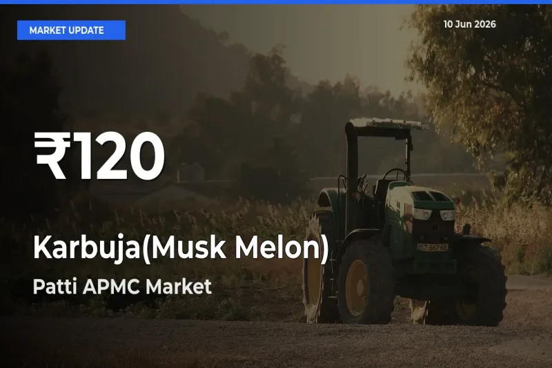 Why Karbuja(Musk Melon) Prices Slumped in Patti APMC – 30-Day Low Today
