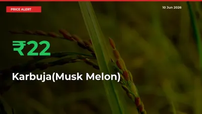 Karbuja(Musk Melon) Mandi Rate Today: Prices Jump 22.24% at Market