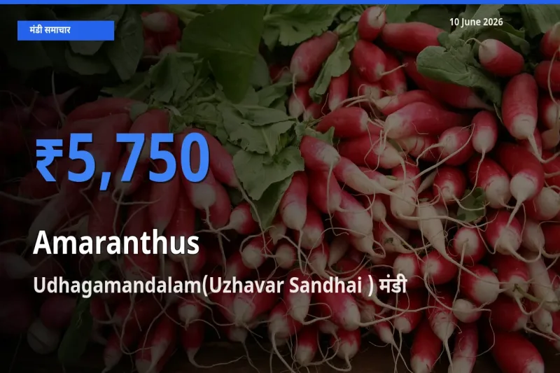 आज चौलाई के सबसे ज़्यादा दाम Udhagamandalam(Uzhavar Sandhai ) मंडी में दर्ज