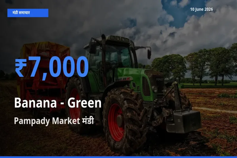 आज केला - हरा के सबसे ऊँचे दाम ₹7,000 Pampady Market मंडी में