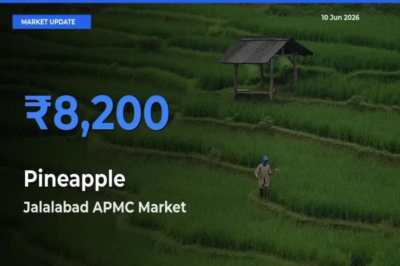 Jalalabad APMC Emerges as Top Mandi for Pineapple Prices Today