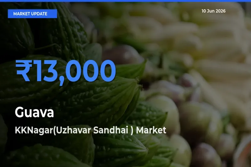 Guava Mandi Rate Today: KKNagar(Uzhavar Sandhai ) Tops the List